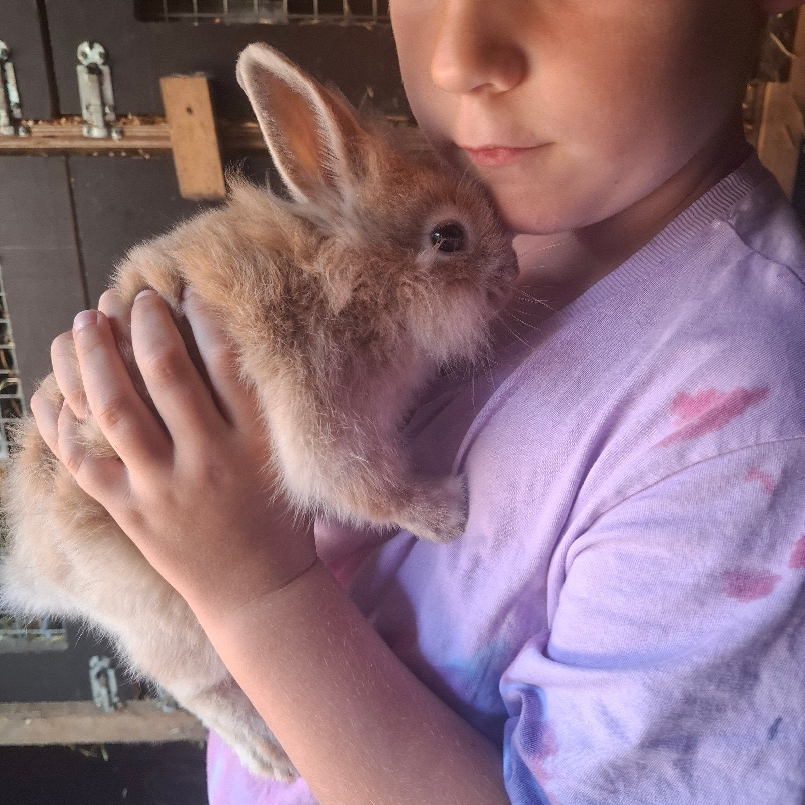 lieve handtamme dwergkonijntjes., Dieren en Toebehoren, Juli, Mannelijk, Overige typen