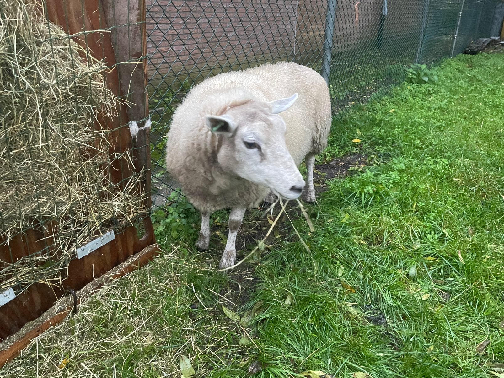 Schaap, ooi, Dieren en Toebehoren, Vrouwelijk, Schaap