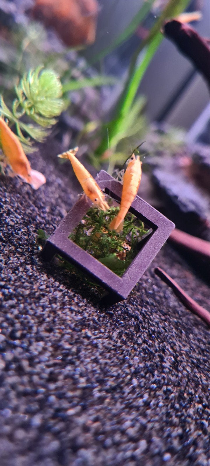 Te koop! Yellow Fire Neon Backstripe garnalen, Kreeft, Krab of Garnaal, Zoetwatervis, Schoolvis