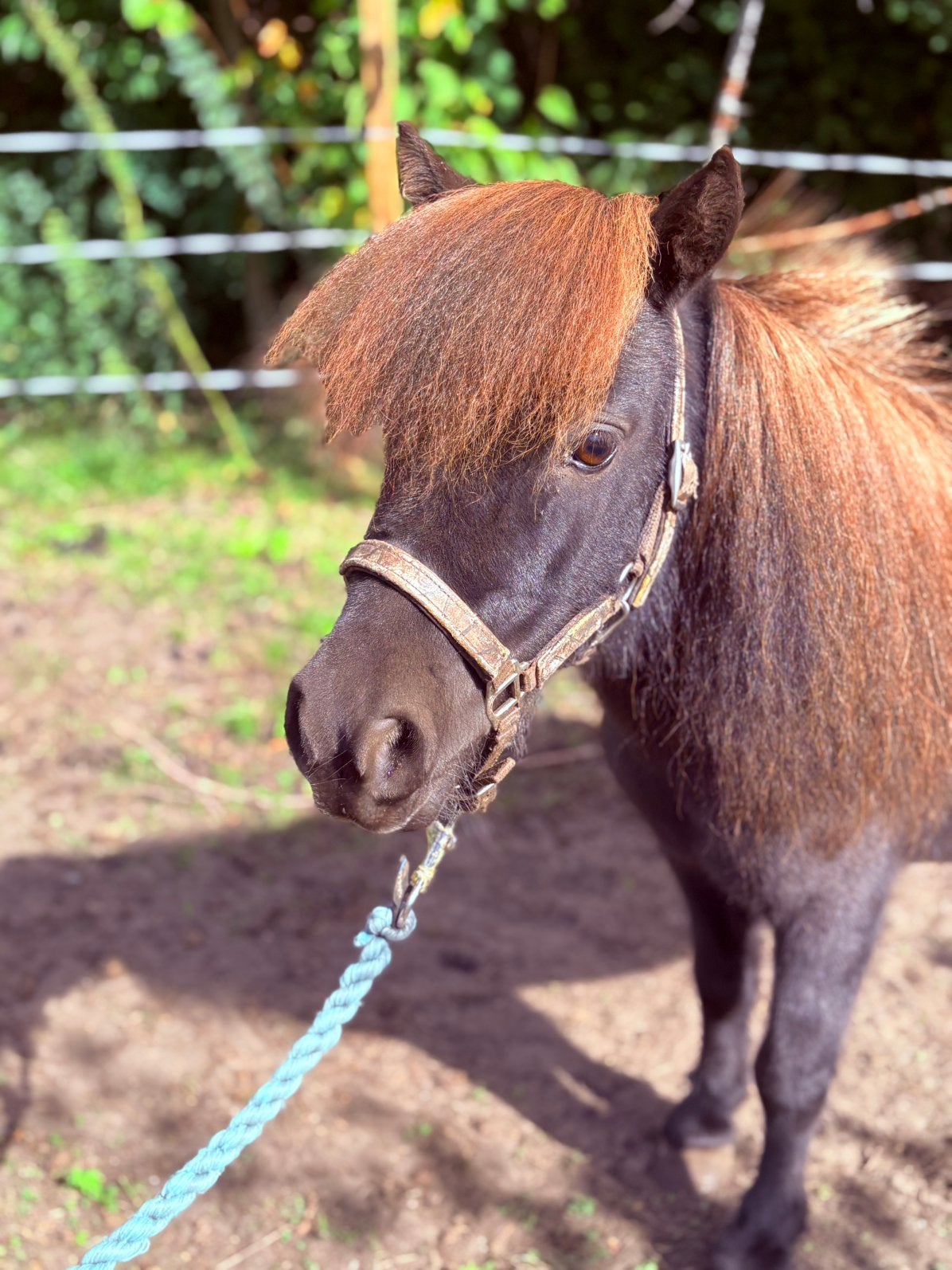 Lieve, veelzijdig shetlander ruin(11 jaar) zoekt fijn huis, Dieren en Toebehoren, Ruin, Niet van toepassing, Gechipt, A pony (tot 1.17m)