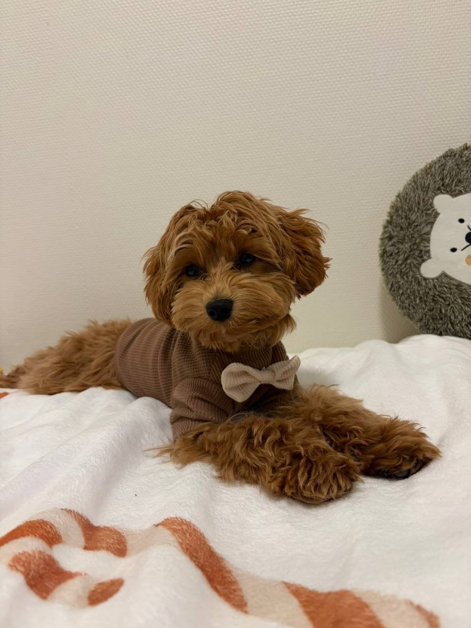 Lieve kleine Maltipoo, 2,5 kg , chip en complete uitzet, 15 weken tot 1 jaar, Parvo, Eén hond, Nederland