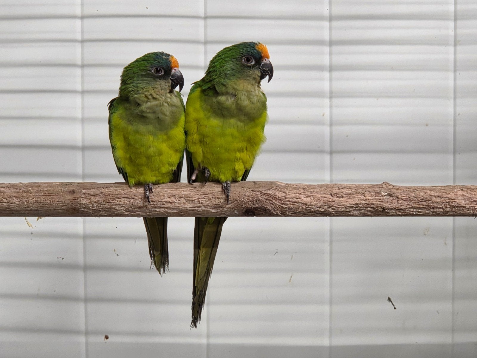 0-2 Goudvoorhoofd aratinga, Dieren en Toebehoren, Vogels | Parkieten en Papegaaien, Vrouwelijk, Parkiet
