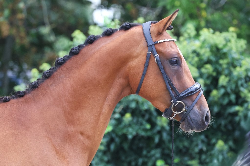 Bloedmooie pony te koop, Dieren en Toebehoren, Met stamboom, Ruin, Niet van toepassing, 3 tot 6 jaar