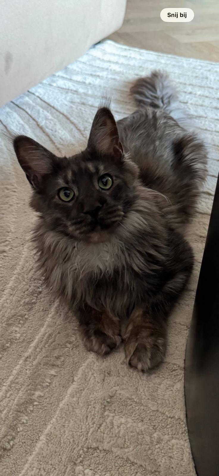 Prachtige maincoon black smoke kater, Kater