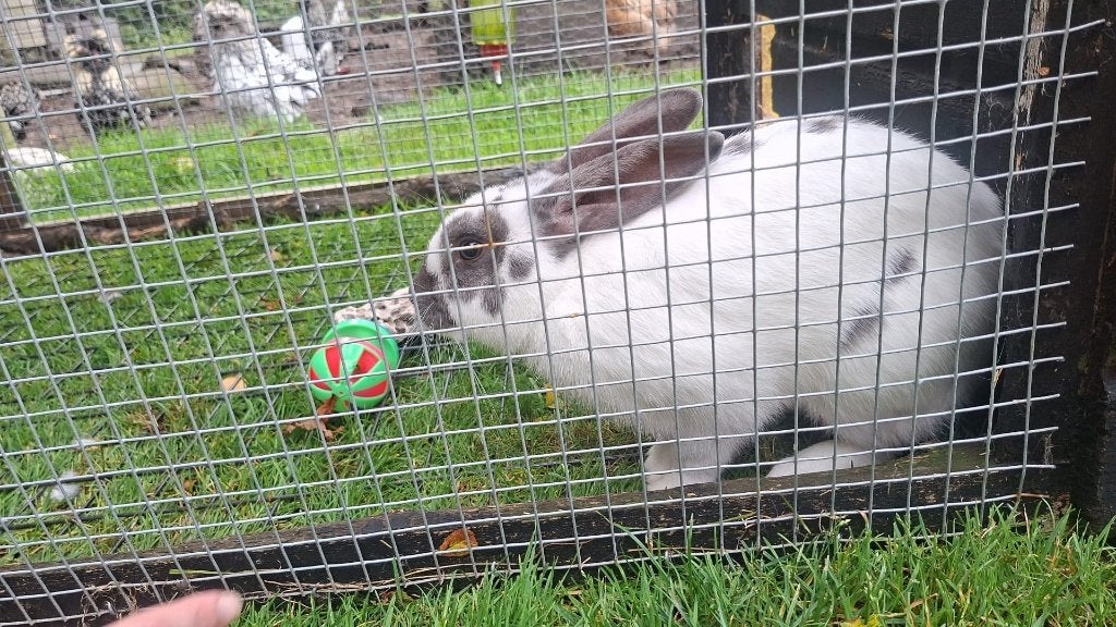 Vlaamse reuzen, Dieren en Toebehoren, Mannelijk, Groot, 0 tot 2 jaar