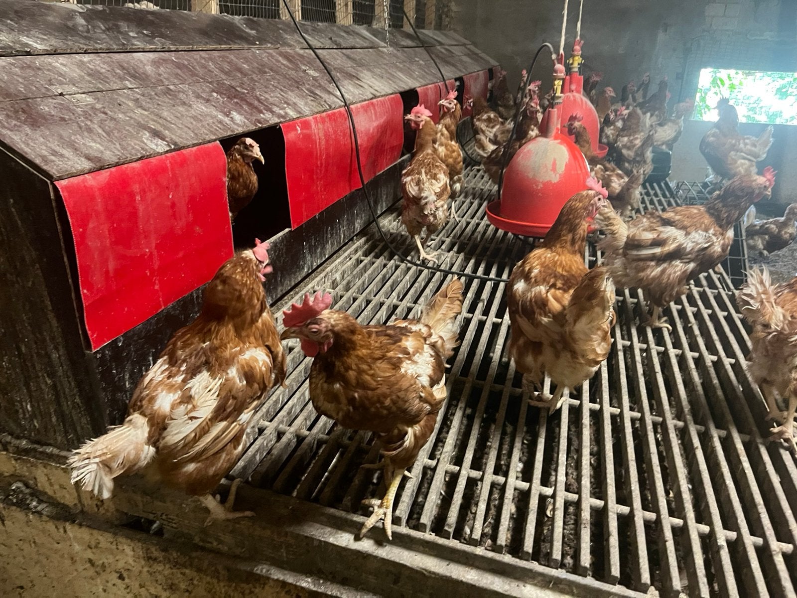 Te koop leghennen, Dieren en Toebehoren, Pluimvee, Vrouwelijk, Kip
