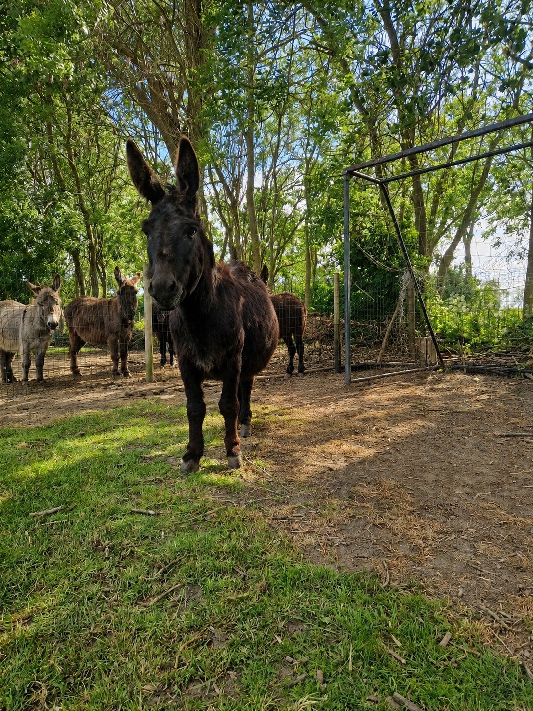 Lieve mama merrie ezel, Dieren en Toebehoren, Juli, Vrouwelijk