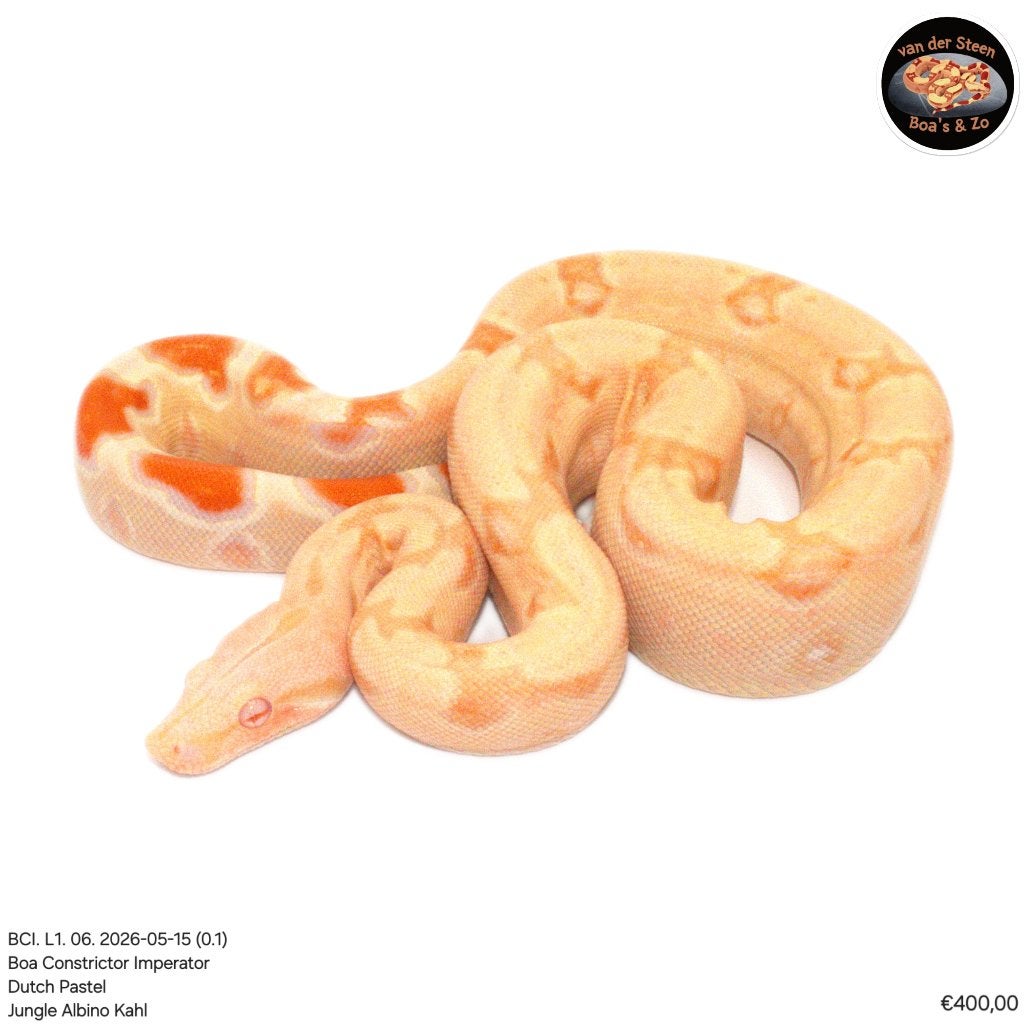 Boa Constrictor Imperator Litter 01 2026 Boa Constrictor photo 4