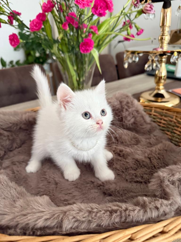Lieve kittens kruising Perzische L.h en Europese K.h 🐾, Meerdere dieren, 0 tot 2 jaar