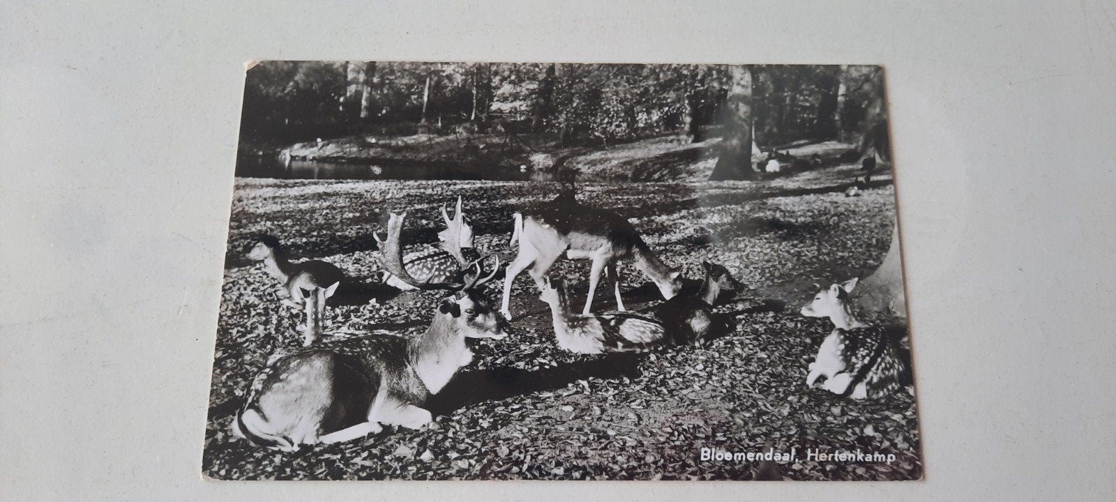 Ansichtkaart Bloemendaal, Hertenkamp, Ophalen of Verzenden, Voor 1920, Noord-Holland