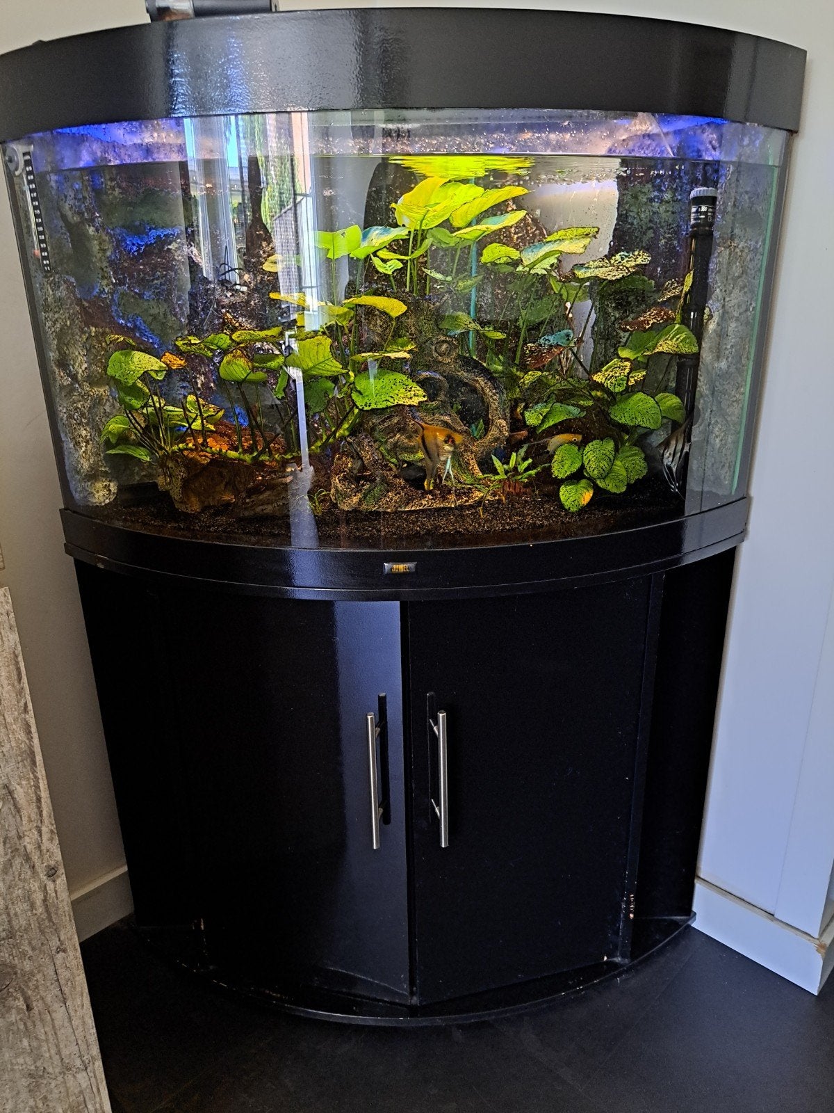 Juwel trigion 180, Ophalen, Gevuld zoetwateraquarium