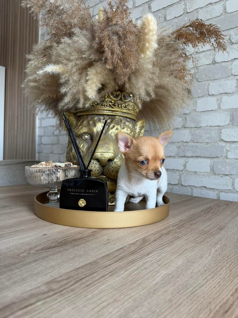 Chihuahua pups teefjes, Parvo, 8 tot 15 weken, Teef, Meerdere