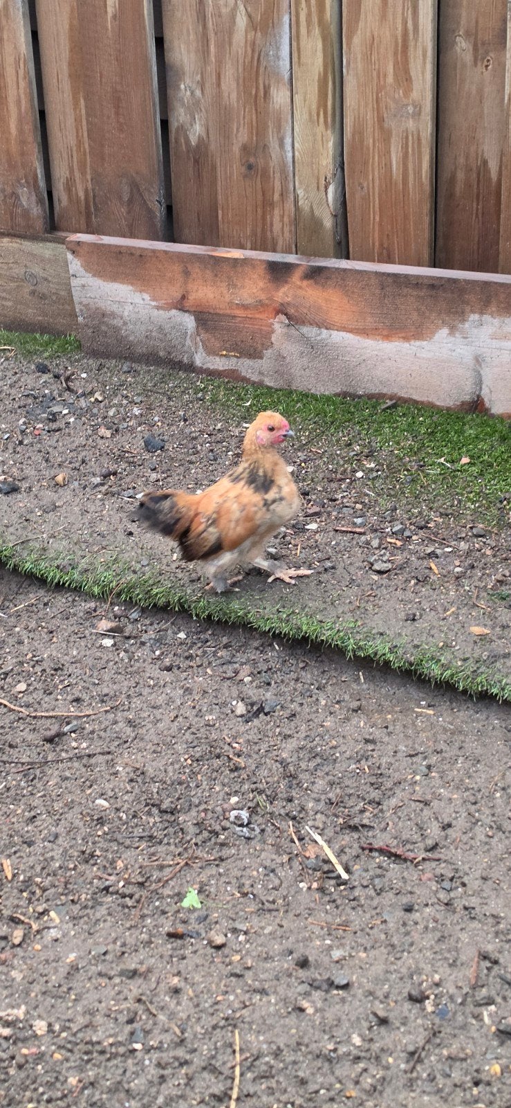 Haantje USA zijdehoen x Serena, Dieren en Toebehoren, Pluimvee, Mannelijk, Kip
