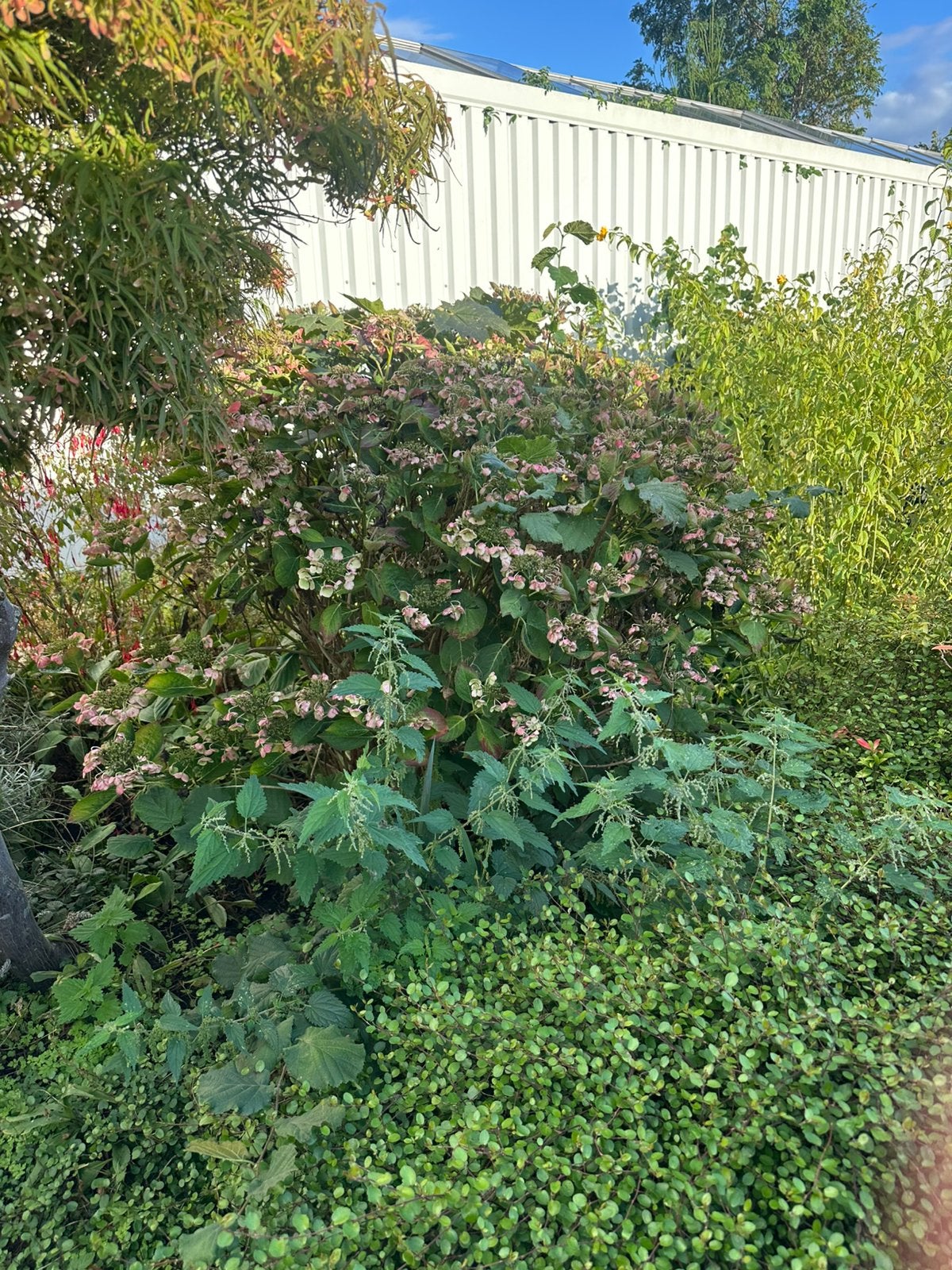 Gratis pluimhortensia staat nog in de grond, Ophalen, Hortensia, Struik