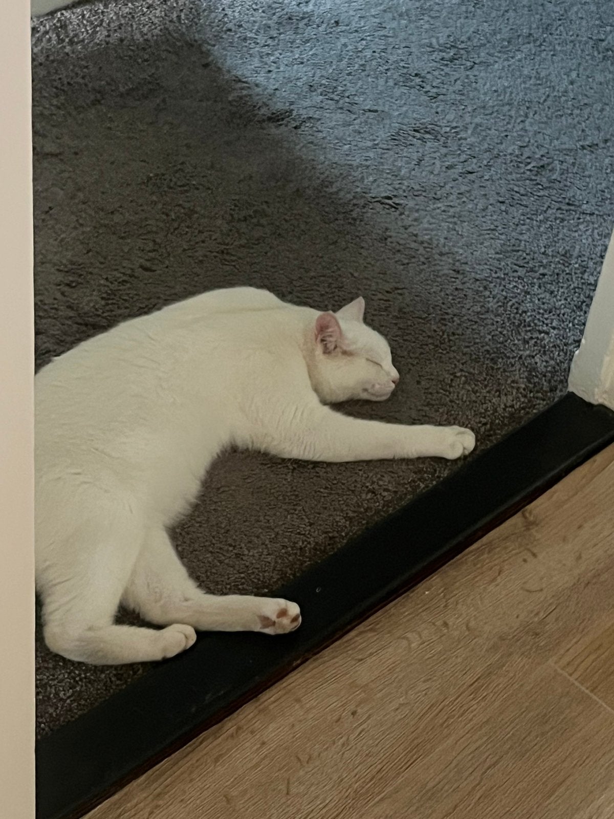 Mooie witte kat., Dieren en Toebehoren, Kater, 3 tot 5 jaar
