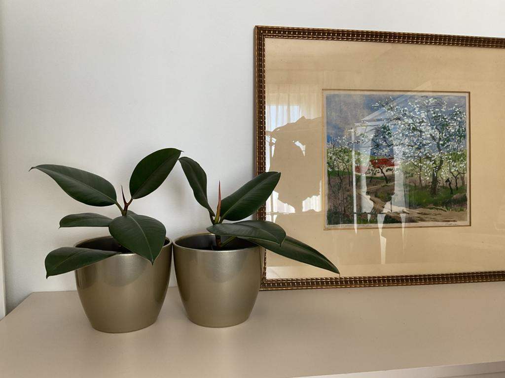2x rubberplant in gouden stenen bloempotten, Overige soorten, In pot, Minder dan 100 cm, Groene kamerplant