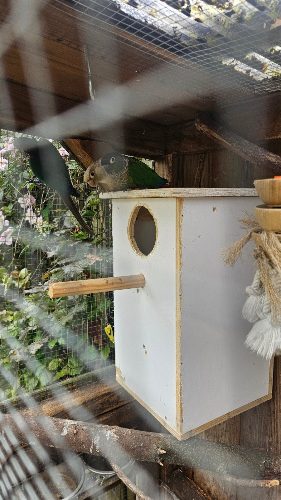 3 x Pyrrhura, Meerdere dieren