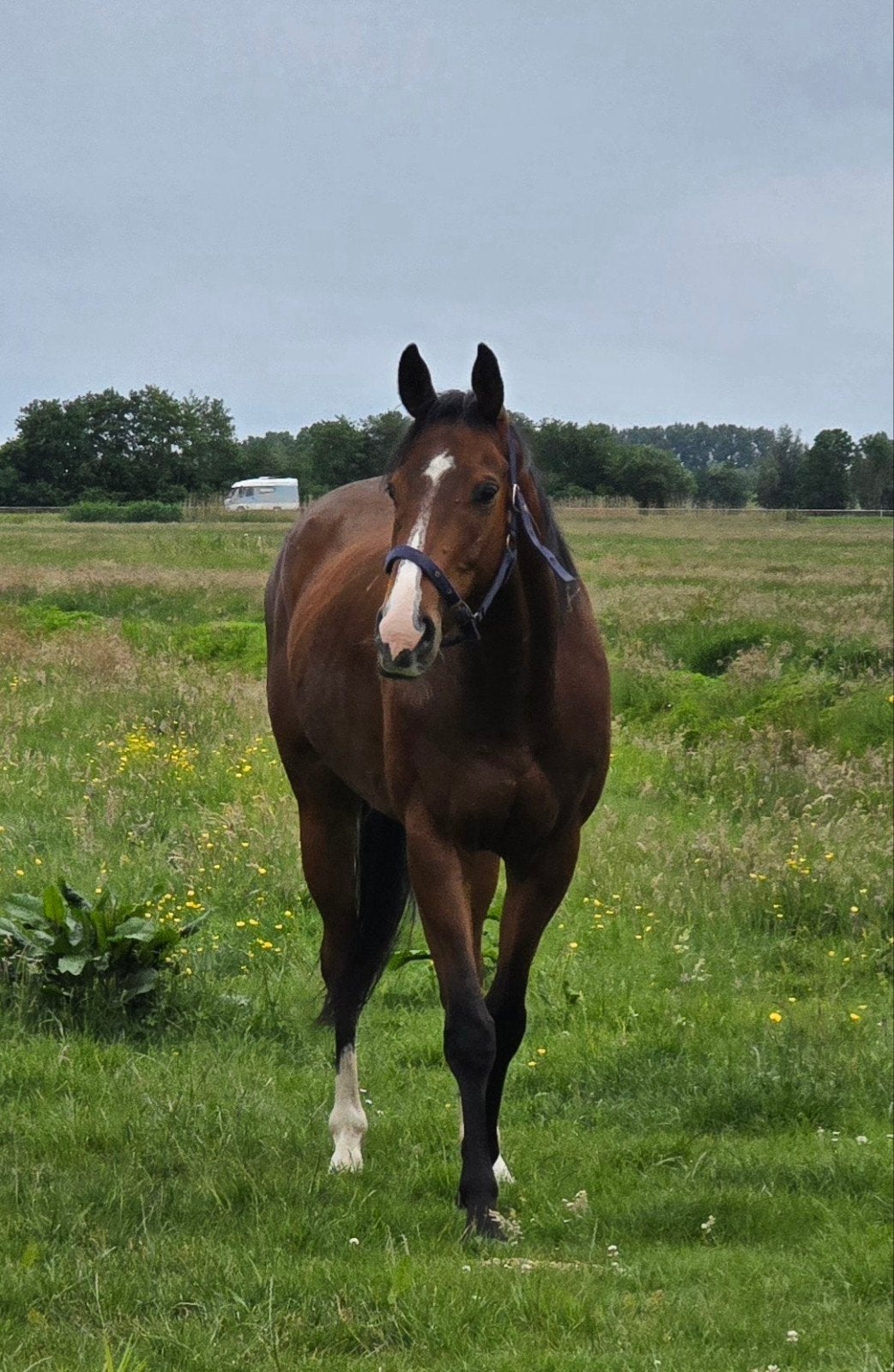 lieve vrolijke 5 jarige ruin 161cm Bambi, Dieren en Toebehoren, Met stamboom, Ruin, Dressuurpaard, Zadelmak