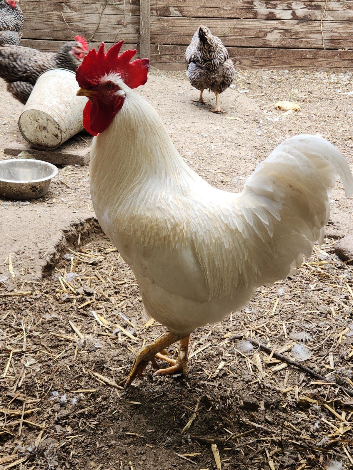 Witte leghorn haan., Dieren en Toebehoren, Pluimvee, Mannelijk, Kip