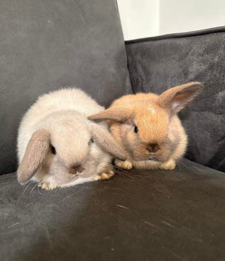 Mini lop konijn, Dieren en Toebehoren, Konijnen, Vrouwelijk, Dwerg, Hangoor, 0 tot 2 jaar