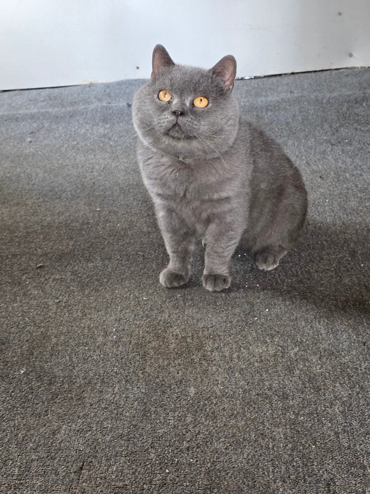 Britse korthaar Dekkater aangeboden (Niet te koop)!, Dieren en Toebehoren, 6 jaar of ouder