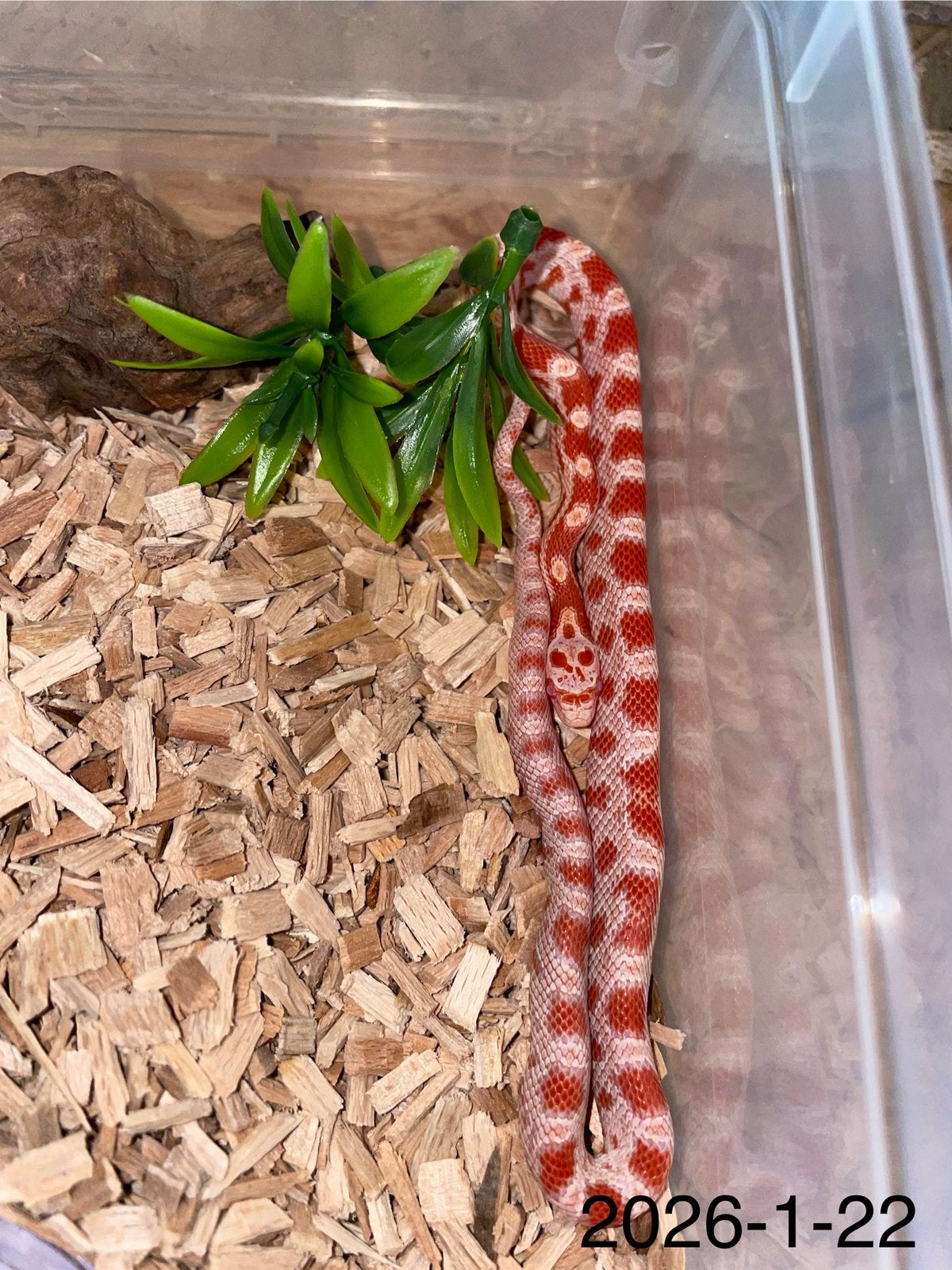 Jonge Rattenslangen div morphs Rat Snake photo 22