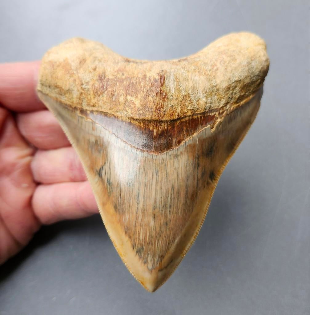 *top notch* Megalodon tand 11,5cm, Ophalen of Verzenden, Fossiel