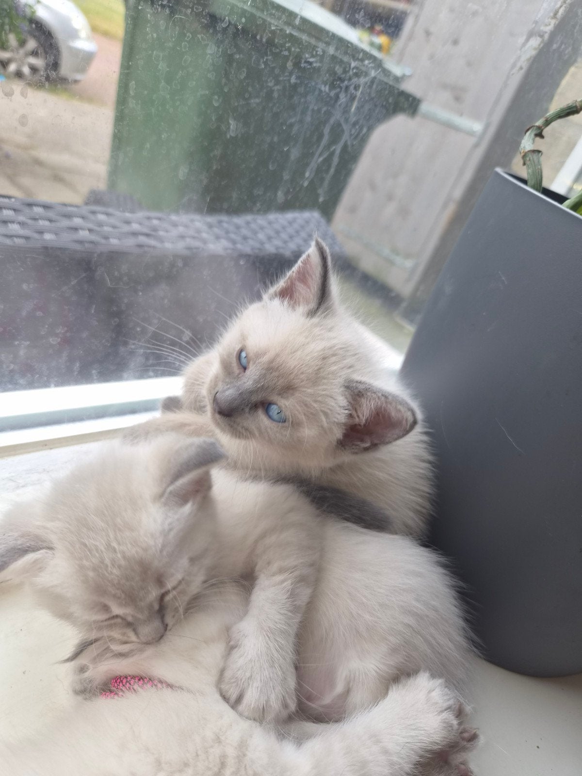 ragdoll kittens, Meerdere dieren
