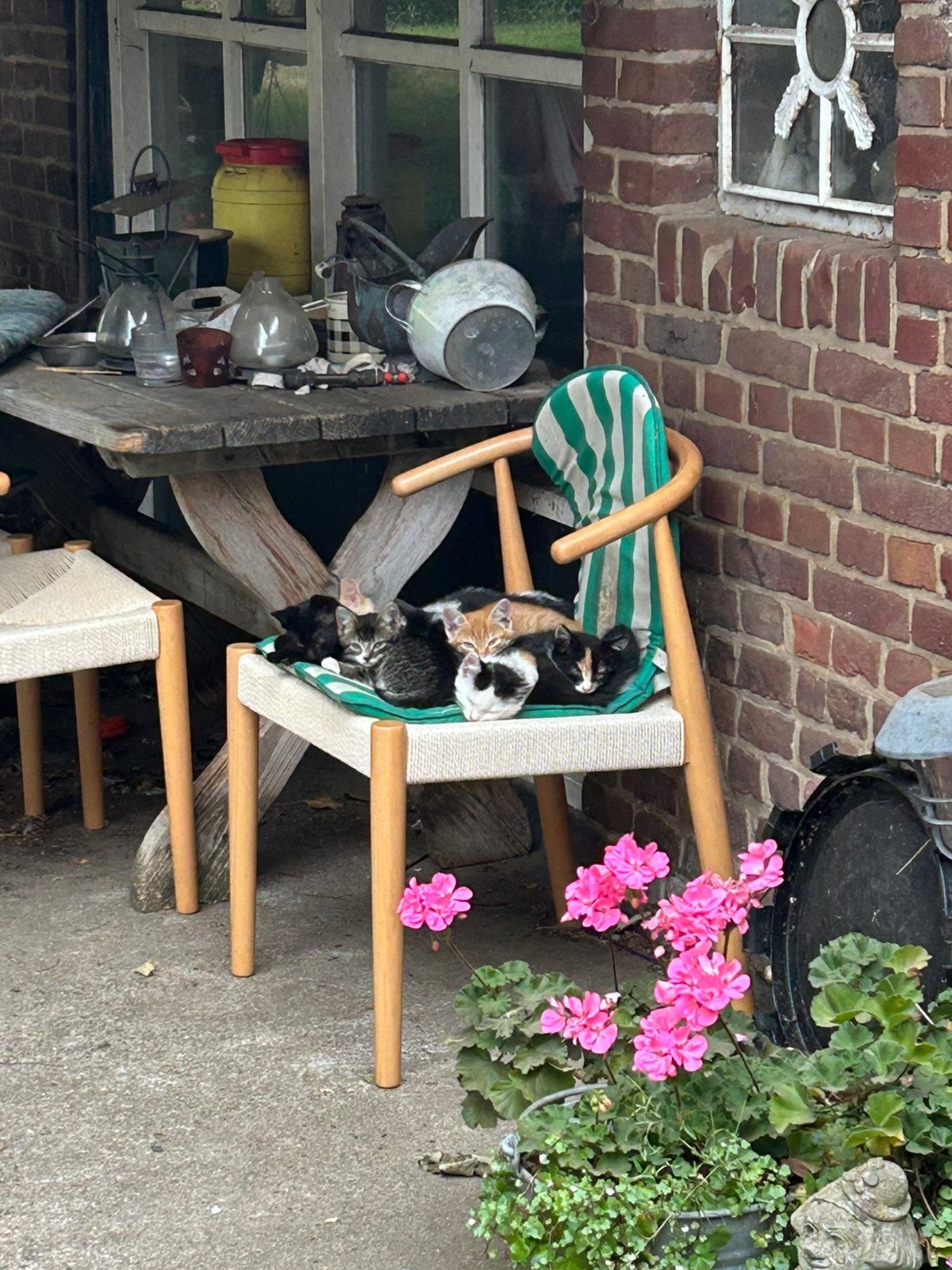 boerderij kittens, Meerdere dieren, 0 tot 2 jaar