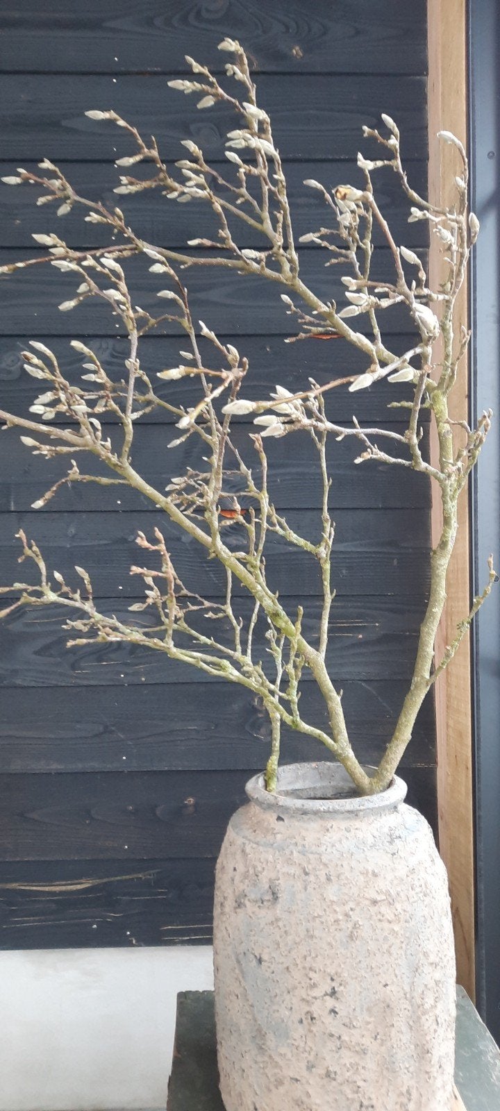grote gedroogde magnolia tak magnolia takken sober landelijk, Huis en Inrichting, Woonaccessoires | Vazen, Ophalen