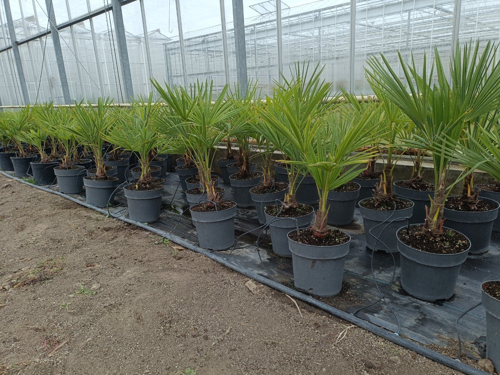 Diverse Trachycarpus fortunei "Takagii" in 27cm pot, Tuin en Terras, Ophalen, Overige soorten, Volle zon