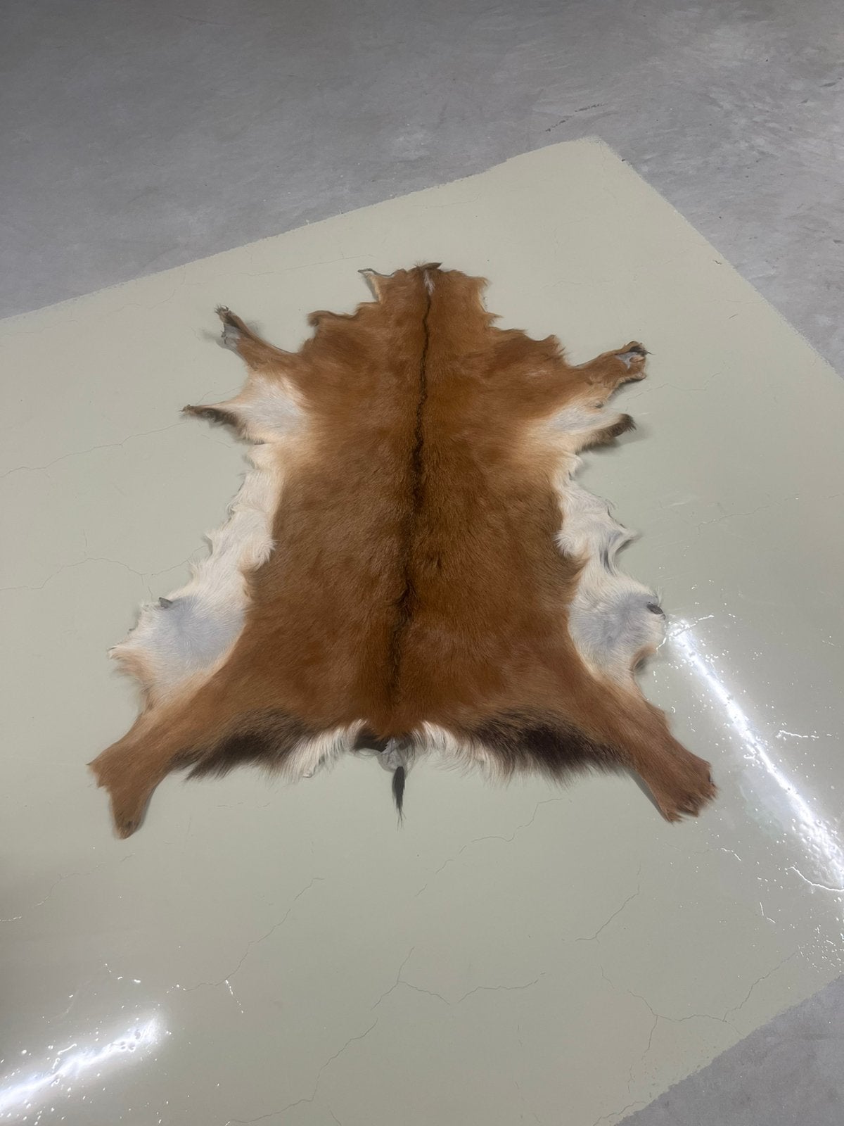 Geitenvacht, Ophalen of Verzenden, Zo goed als nieuw, Beeldje of Figuurtje