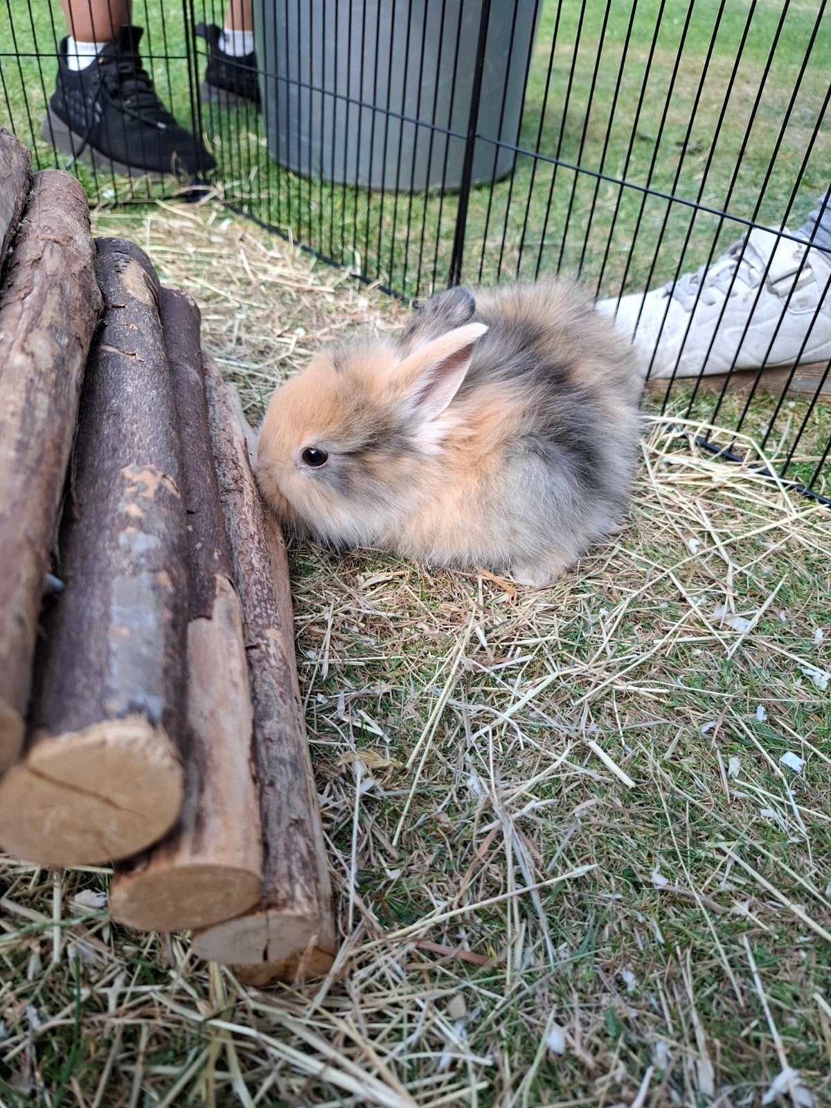 Jonge dweg konijntjes, Dieren en Toebehoren, Knaagdieren, Juni, Meerdere dieren, Overige typen