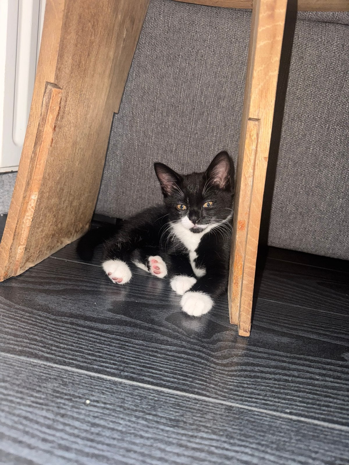 Kitten, Kater