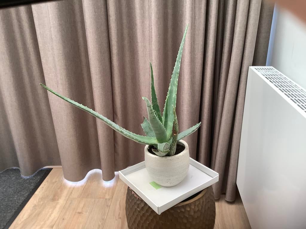 Mooie Aloe Vera plant met pot, Overige soorten, Vaste plant, Ophalen of Verzenden, Bloeit niet