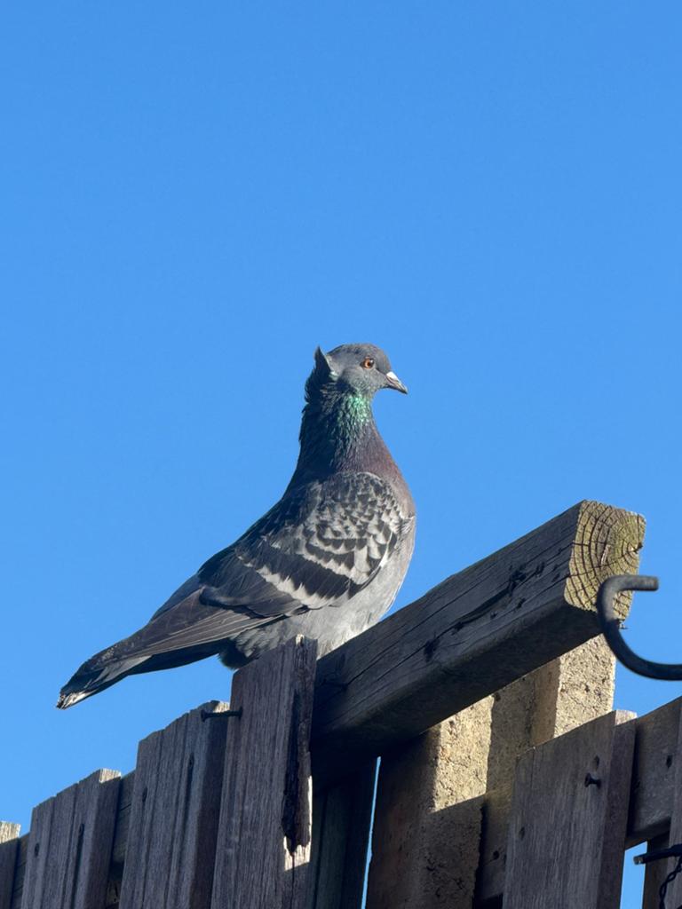 Duiven, Dieren en Toebehoren, Vogels | Overige Vogels, Meerdere dieren