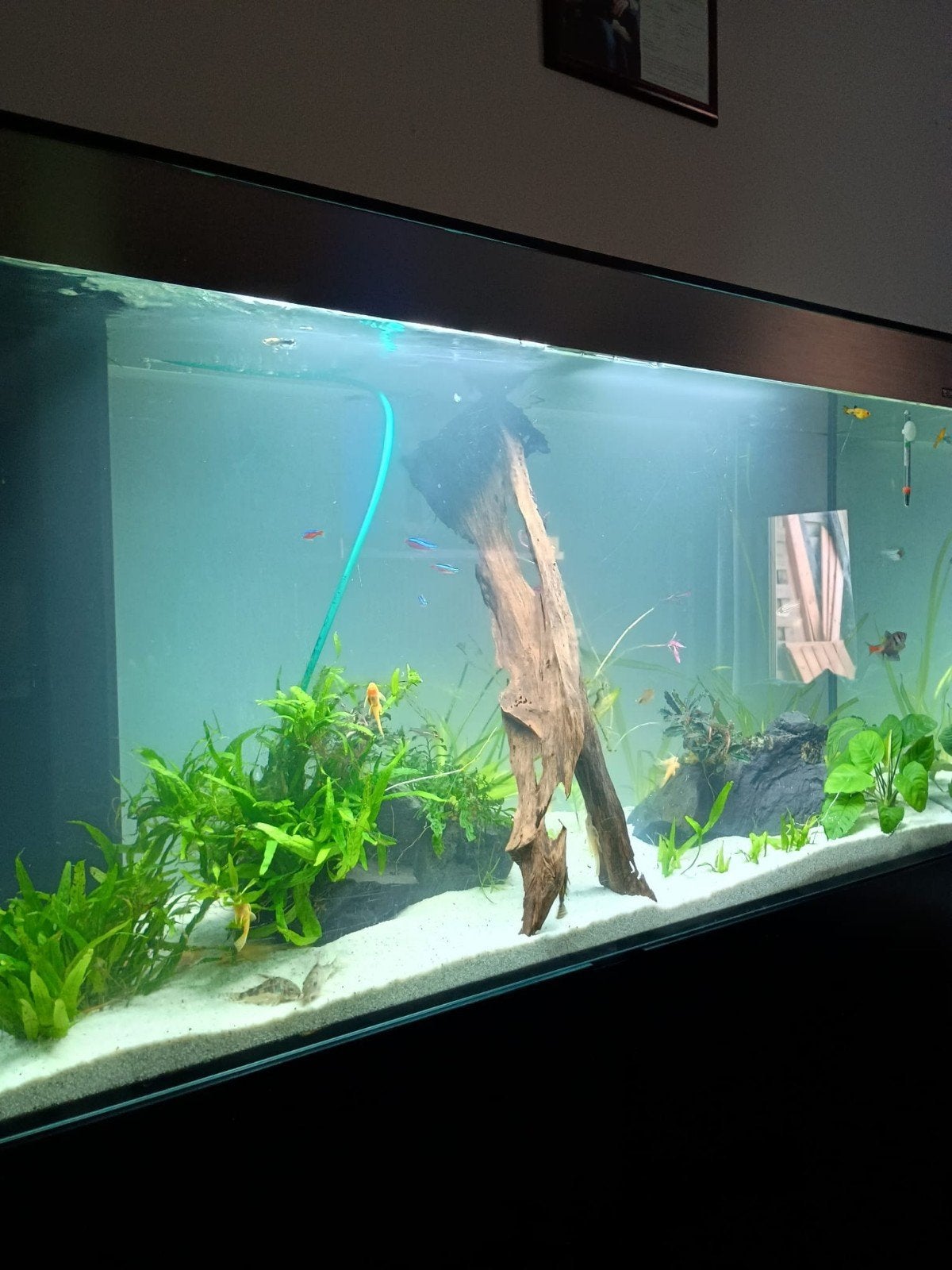 te koop compleet aquarium, Dieren en Toebehoren, Ophalen, Inclusief vissen, Overige merken, Gevuld zoetwateraquarium