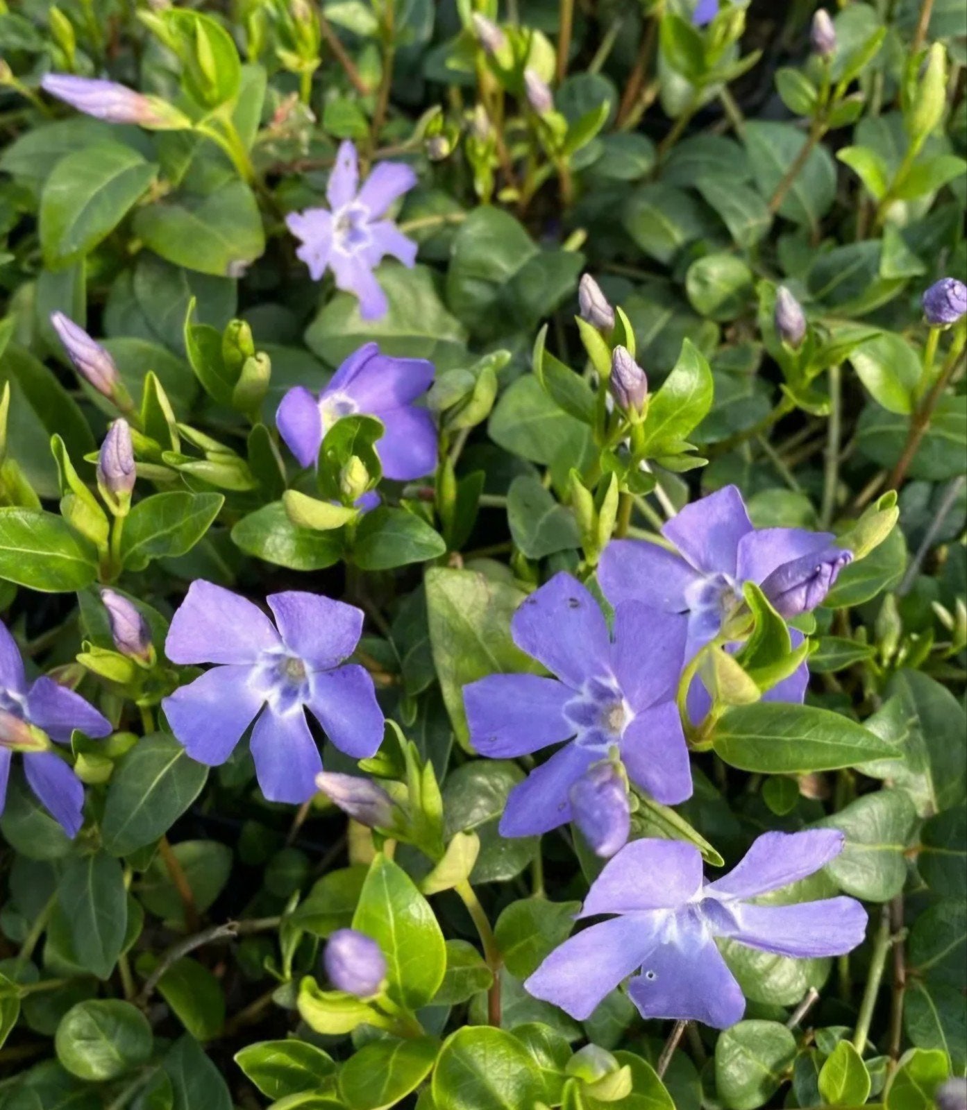 Vinca minor - kleine maagdenpalm grote emmer vol, Ophalen, Bodembedekkers, Vaste plant, Halfschaduw