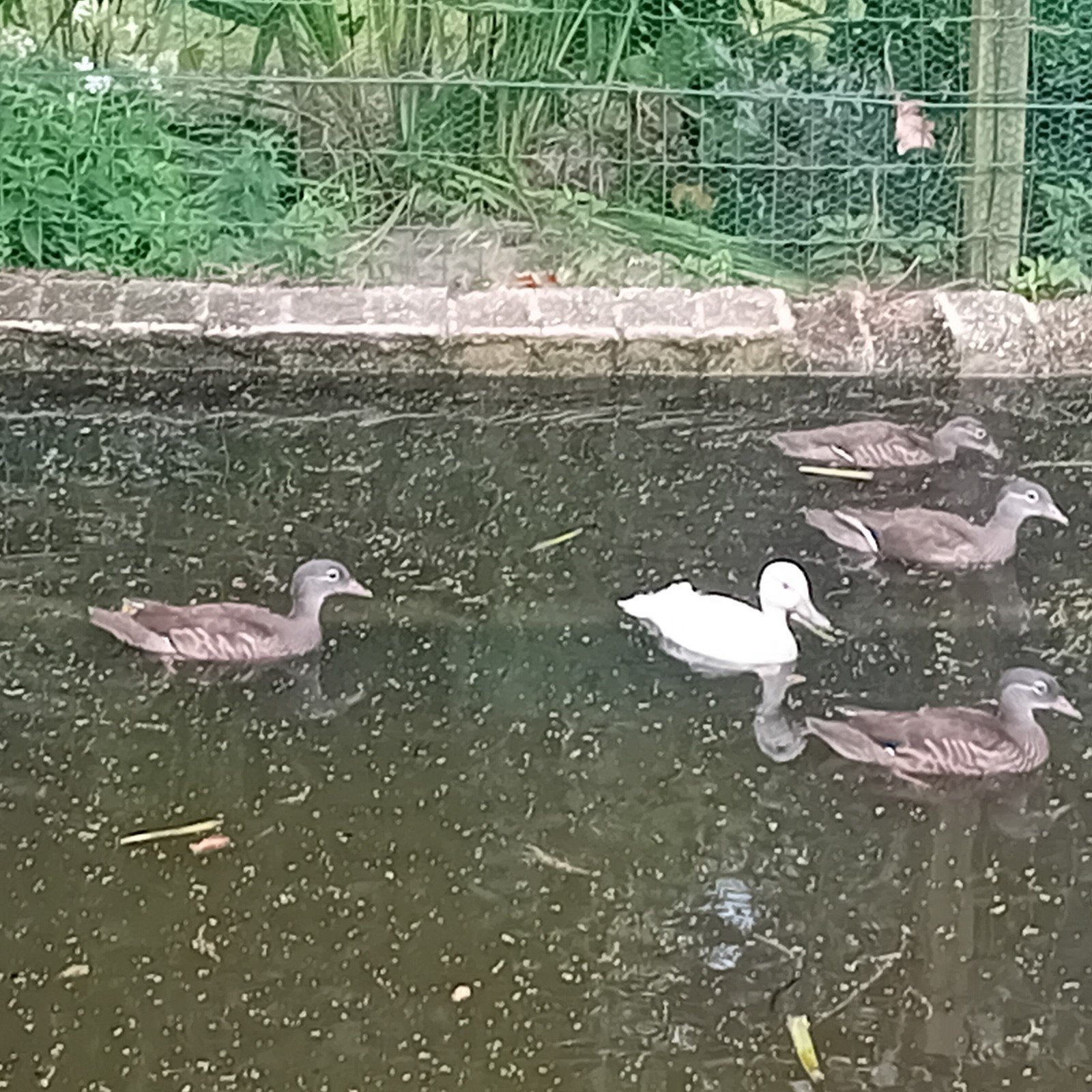 bahama pijlstaart eend, Dieren en Toebehoren, Pluimvee, Mannelijk, Eend