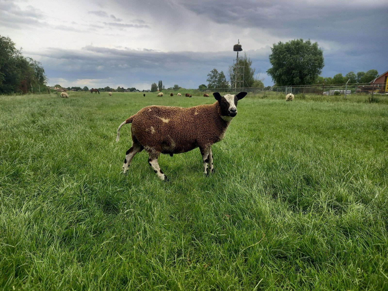 Mooie bonte dekram, Dieren en Toebehoren, Schapen, Geiten en Varkens, Mannelijk, Schaap