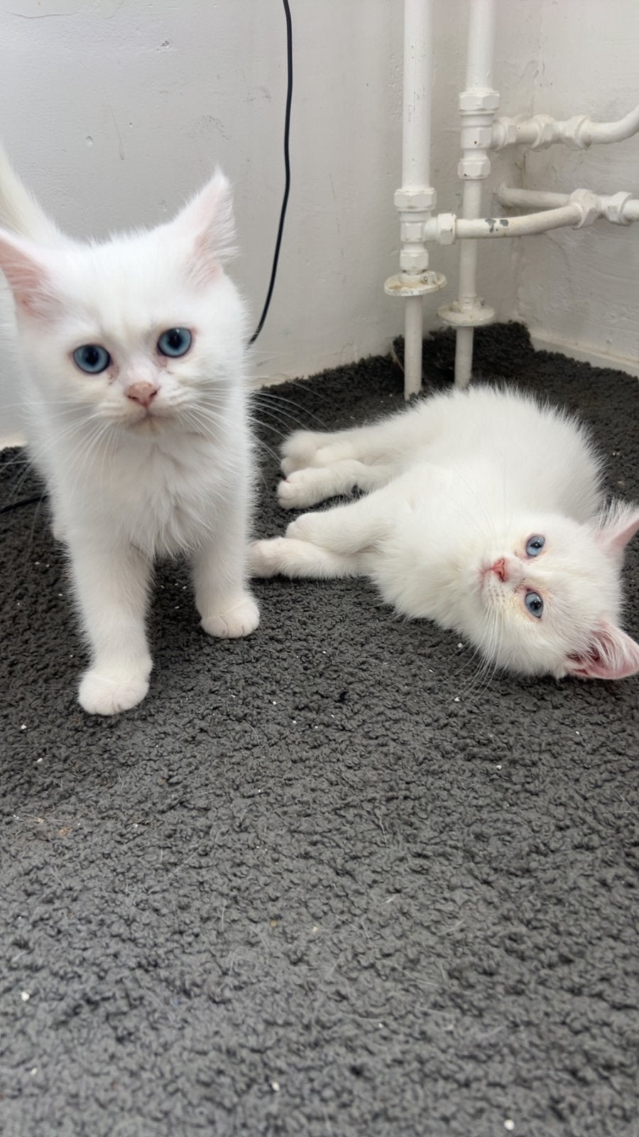 Prachtige Britse Langhaar kittens, Meerdere dieren, Ontwormd, 0 tot 2 jaar