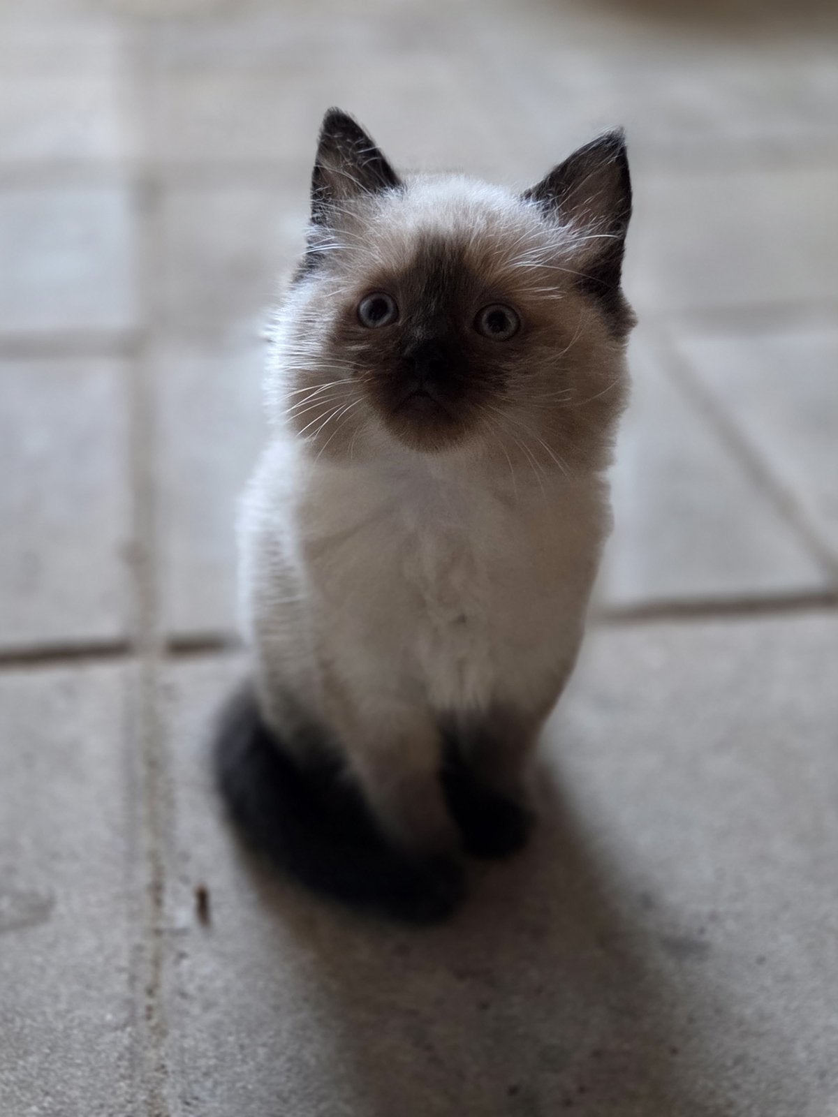 Ragdoll/ Europeese korthaar, Meerdere dieren, 0 tot 2 jaar