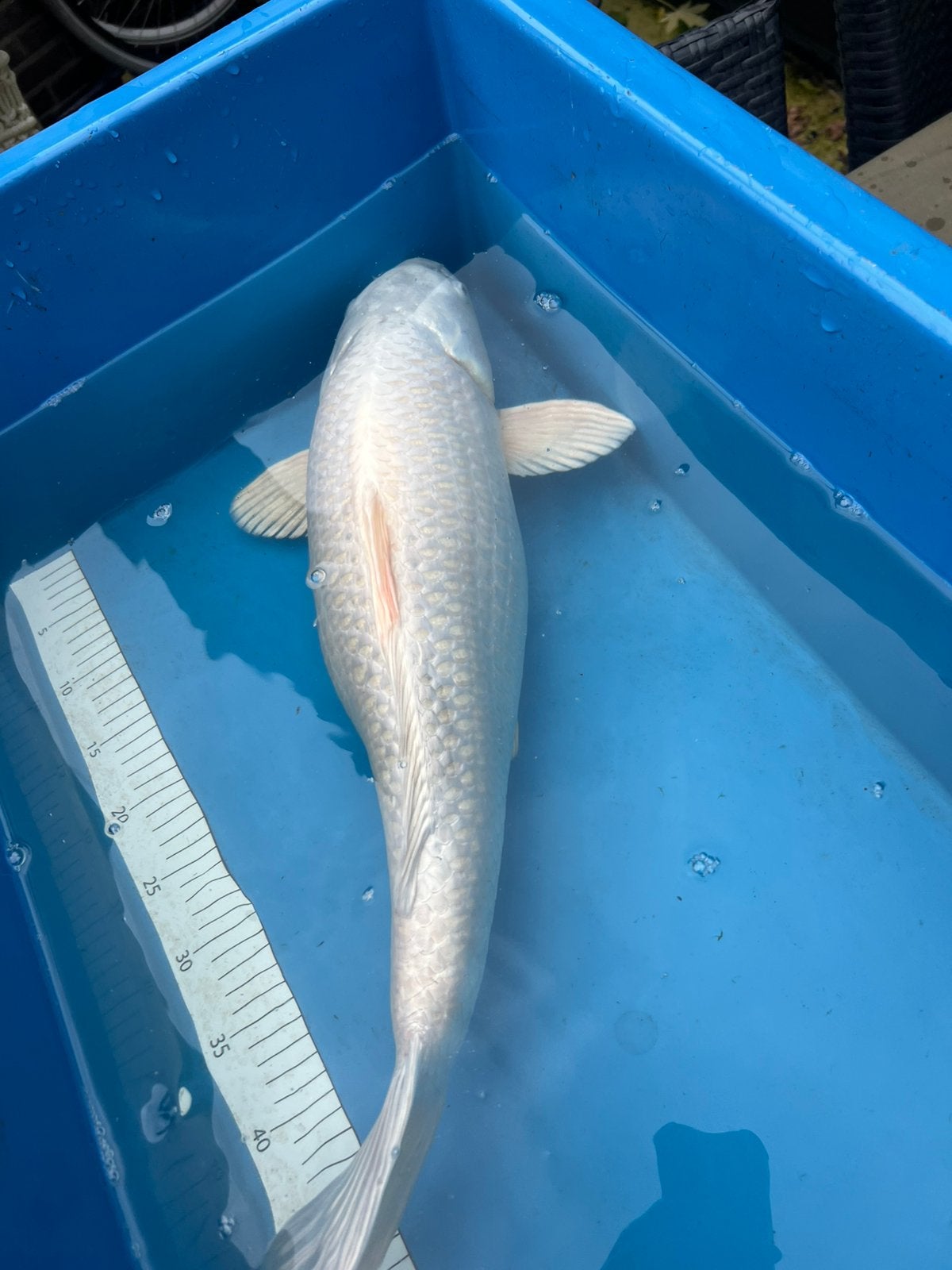 Zeer grote platinum ogon, Dieren en Toebehoren, Karper of Koi