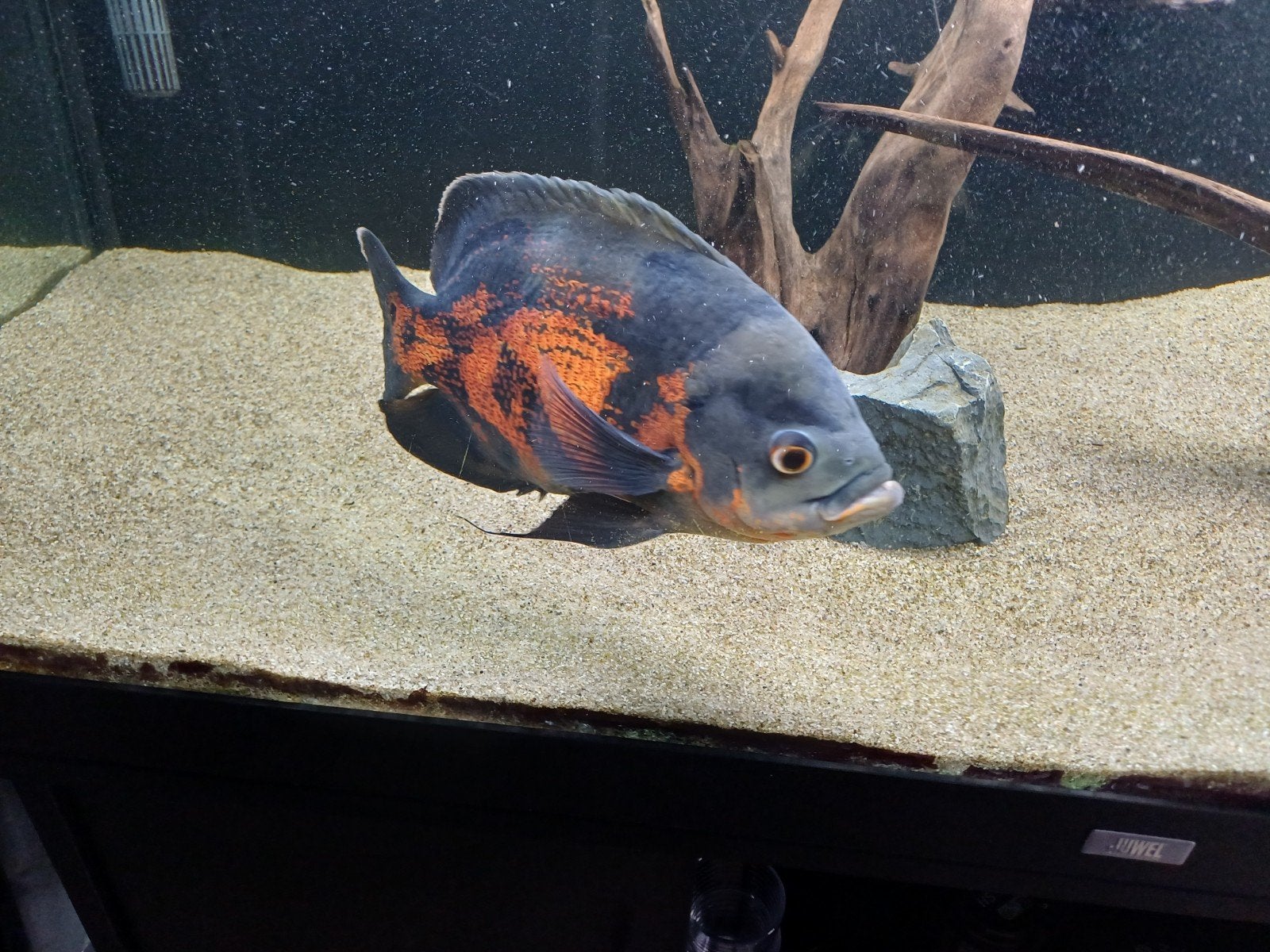 pauwoog cichlide, Vis, Zoetwatervis, Schoolvis