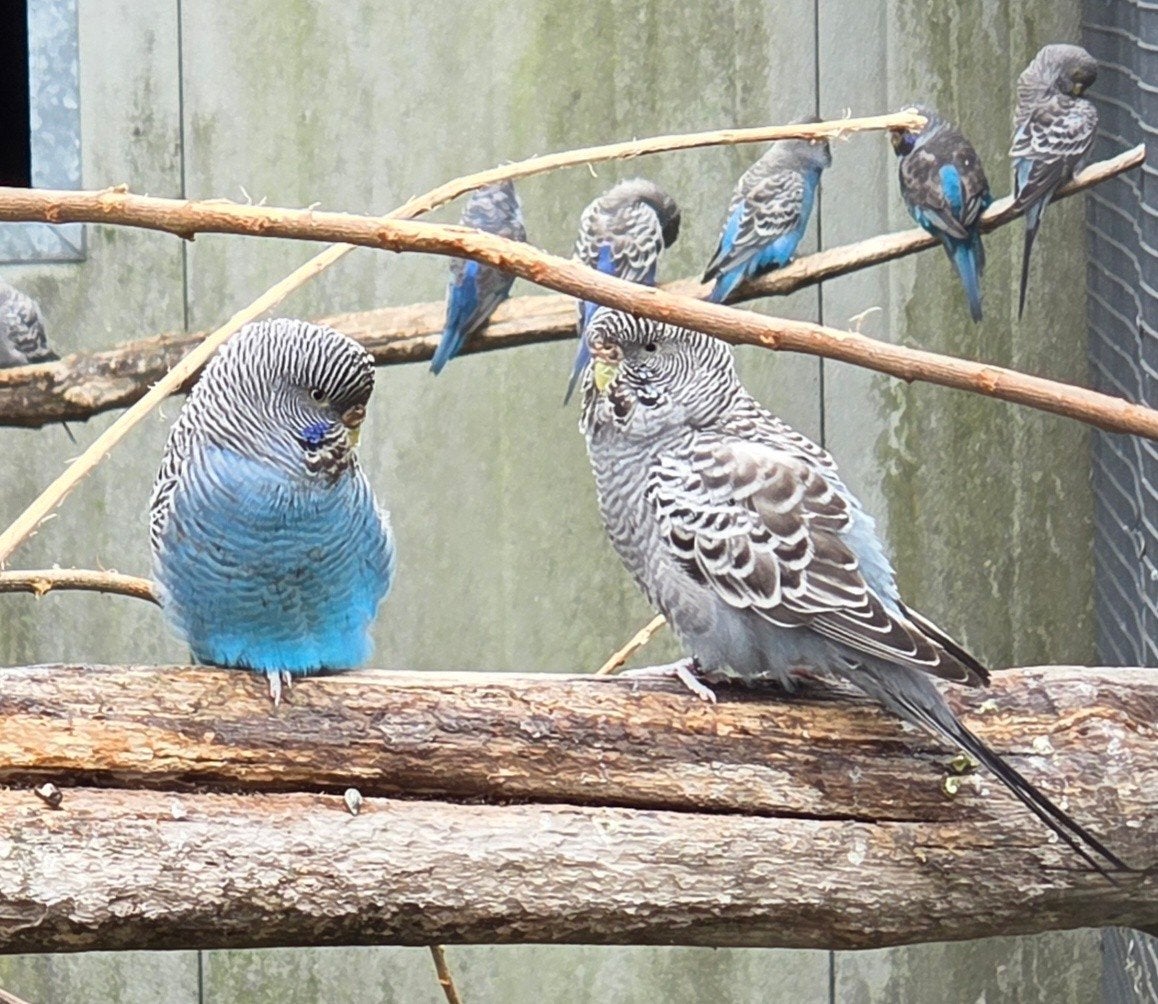 blackface split blackwing ook geelmasker meest popen en mann, Dieren en Toebehoren, Vogels | Parkieten en Papegaaien, Mannelijk