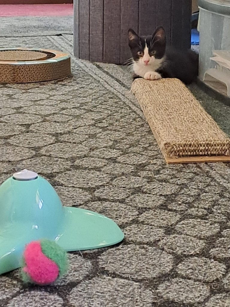 katertje van 9 weken, Dieren en Toebehoren, Katten en Kittens | Raskatten | Korthaar, Kater, Ontwormd, 0 tot 2 jaar