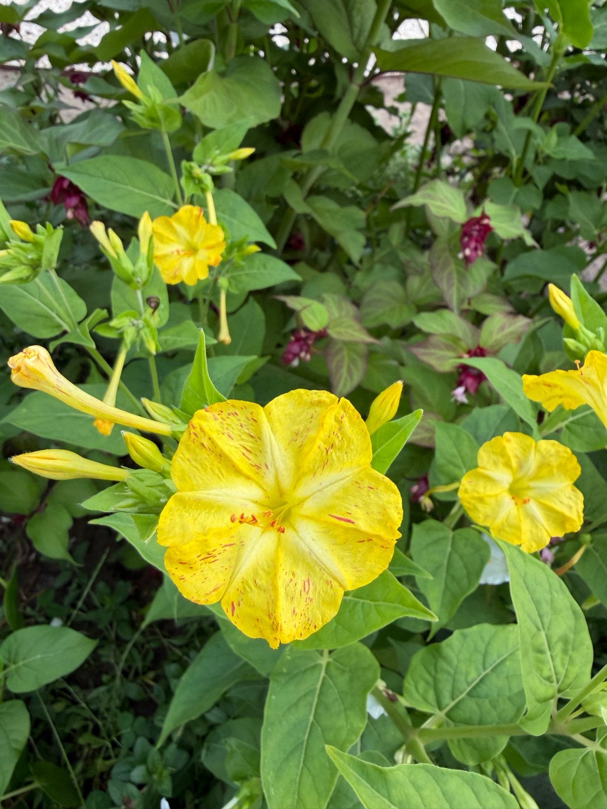 Gele Mirabilis Jalapa - Vieruursbloem, Ophalen of Verzenden, Volle zon