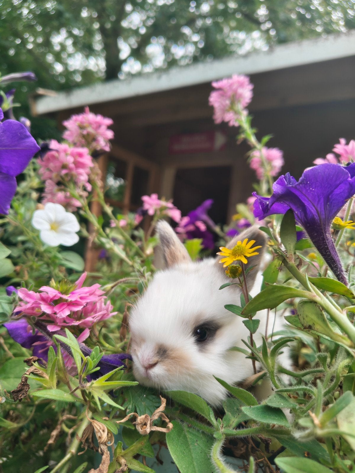 baby hangoorkonijntje, Dieren en Toebehoren, Konijnen, Vrouwelijk, Middelgroot, Hangoor