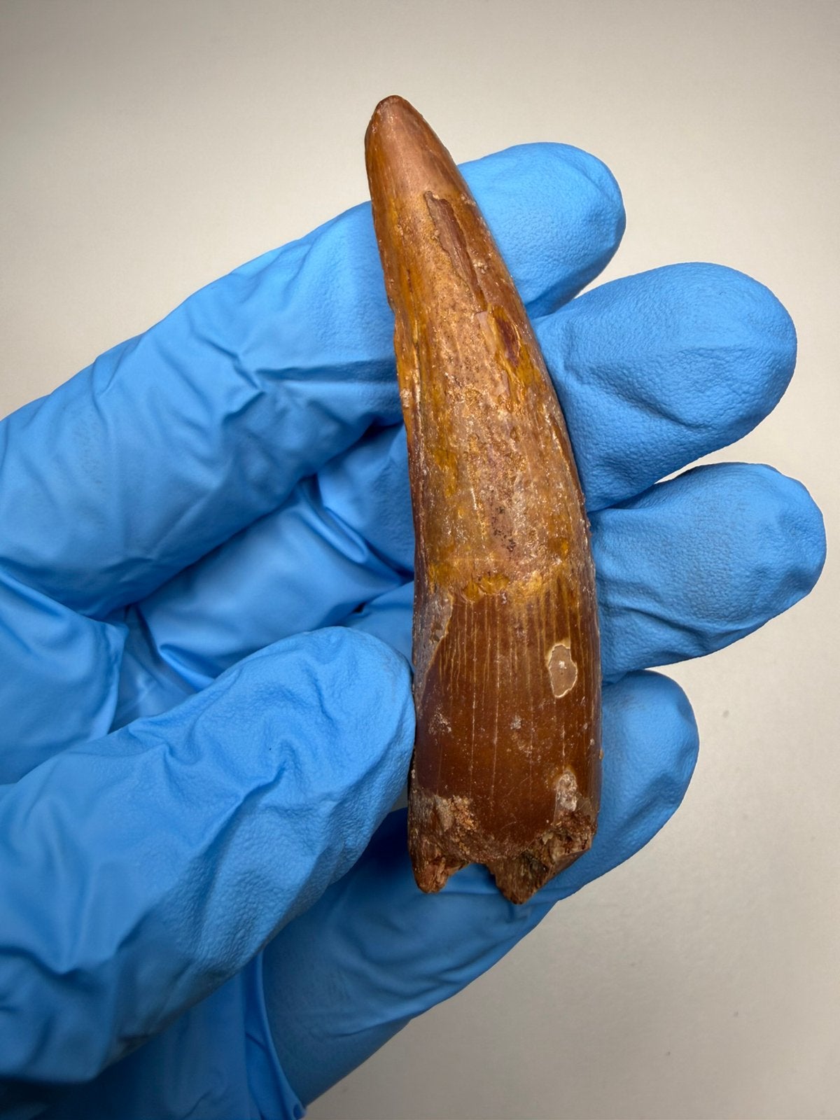 Lange Spinosaurus tand, Ophalen of Verzenden, Fossiel