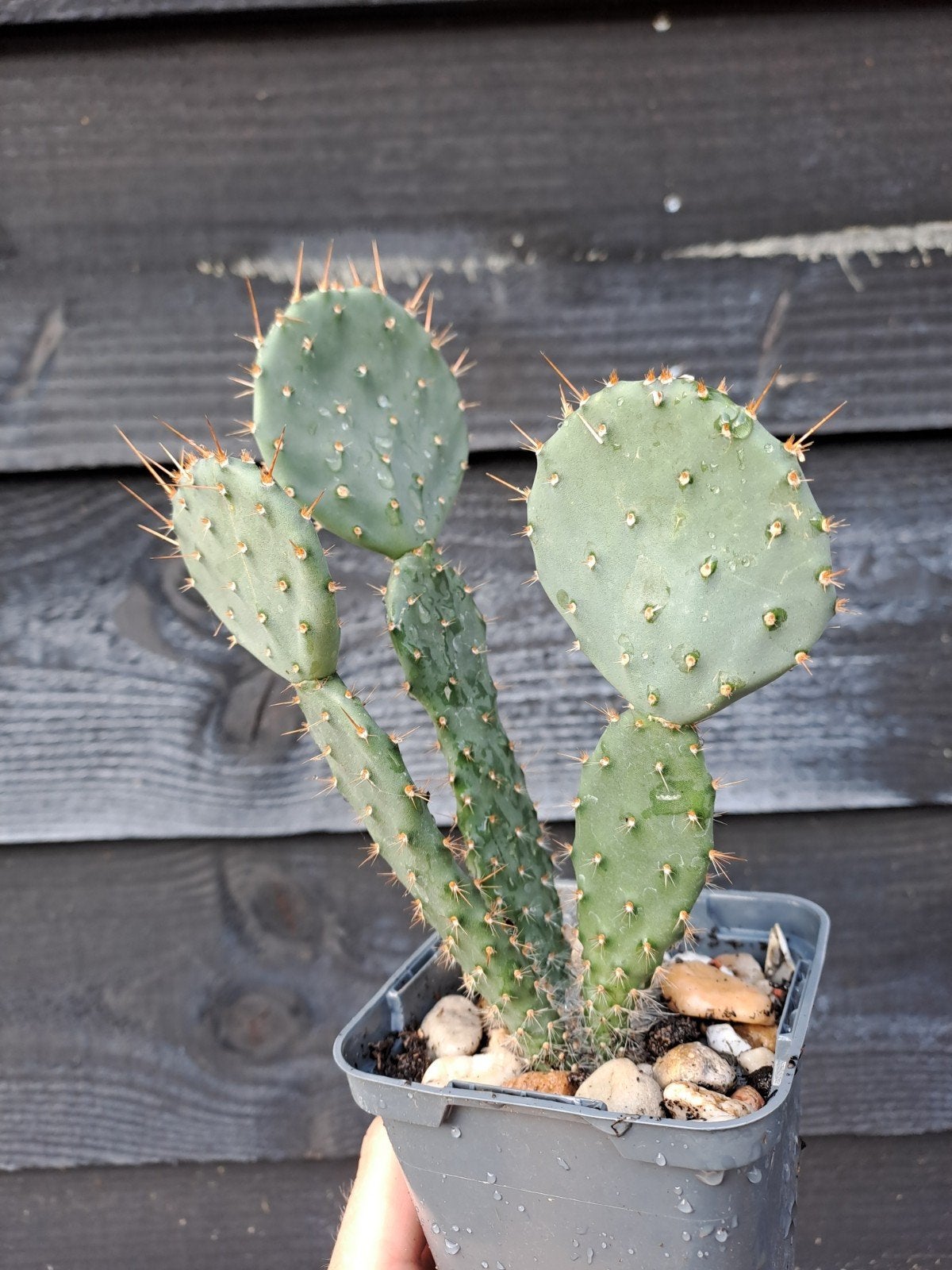 Opuntia stekken (winterhard), Ophalen, Vaste plant, Overige soorten, Volle zon